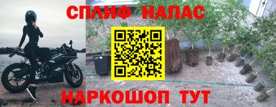 крисы Моздок